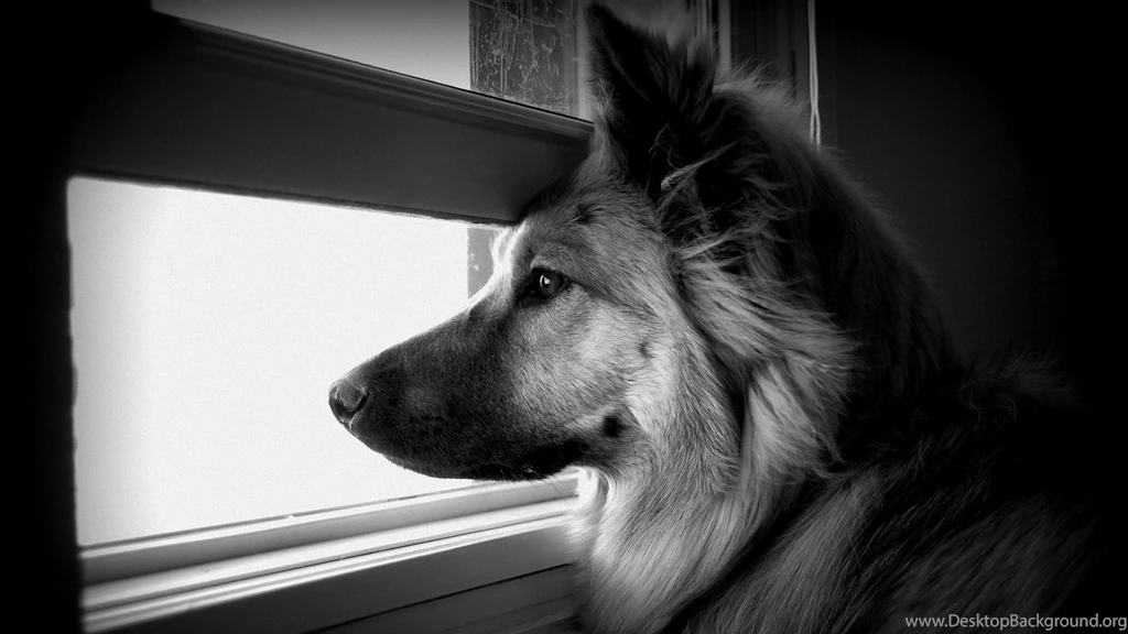 Download Wallpapers 3840x2160 Dog, Face, Profile, Window, Watching ...
