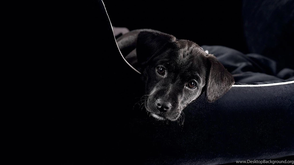 Download Wallpapers 3840x2160 Dog, Puppy, Black, Baby 4K Ultra HD ...