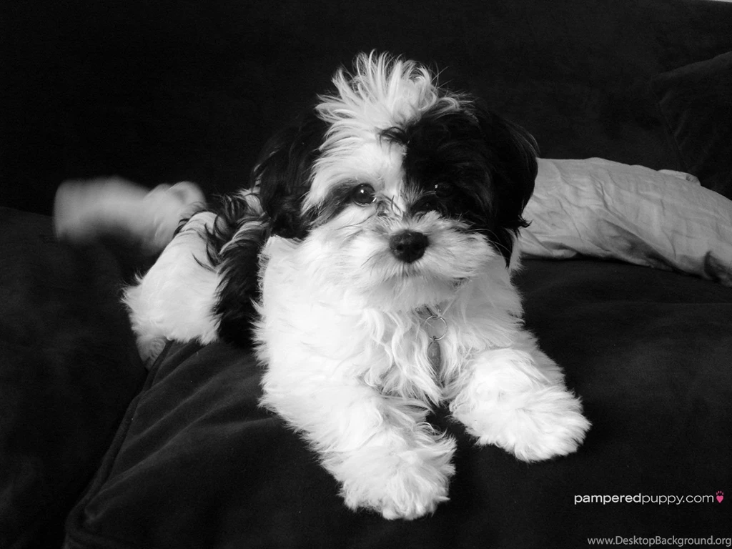 Black And White Dog ImgMob