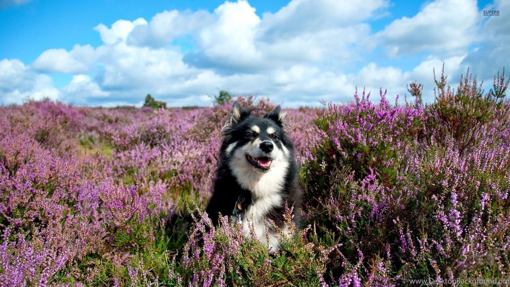 Black And White Dog Wallpapers Animal Wallpapers