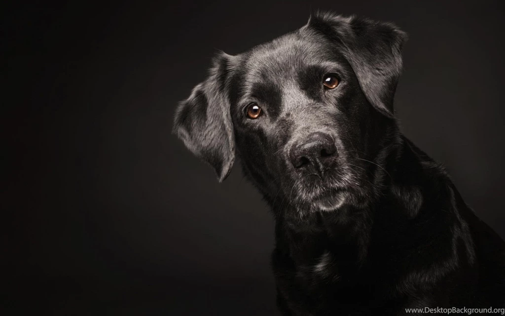 Dog Wallpapers, Cool Animals, Hd Dog Images, Download Dog ...