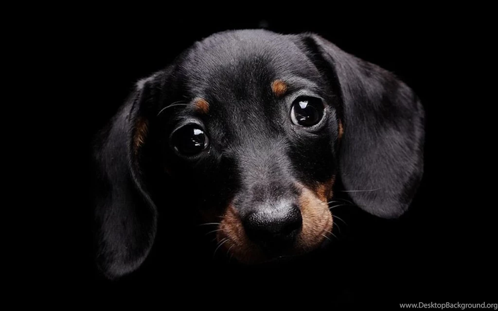 Cute Dog Wallpaper Picture Animals.jpg