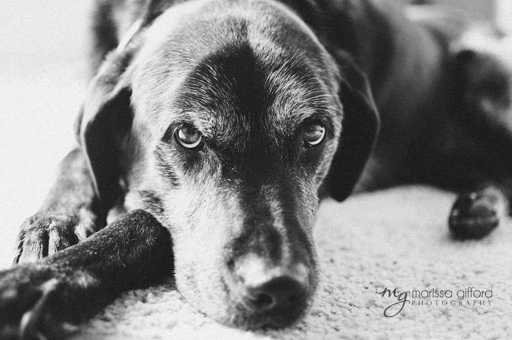 Pictures > Black And White Puppy Photography