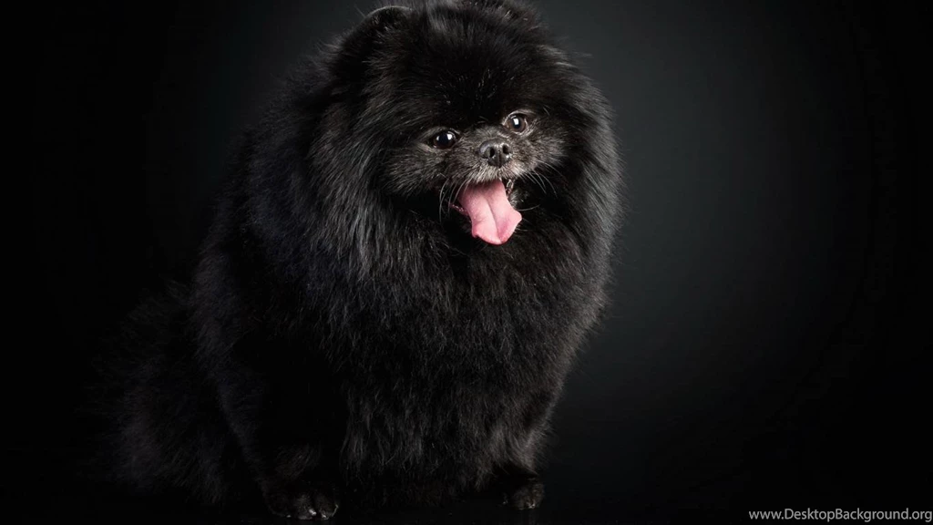 Pomeranian Dog : Temperament, Exercise And Grooming ...