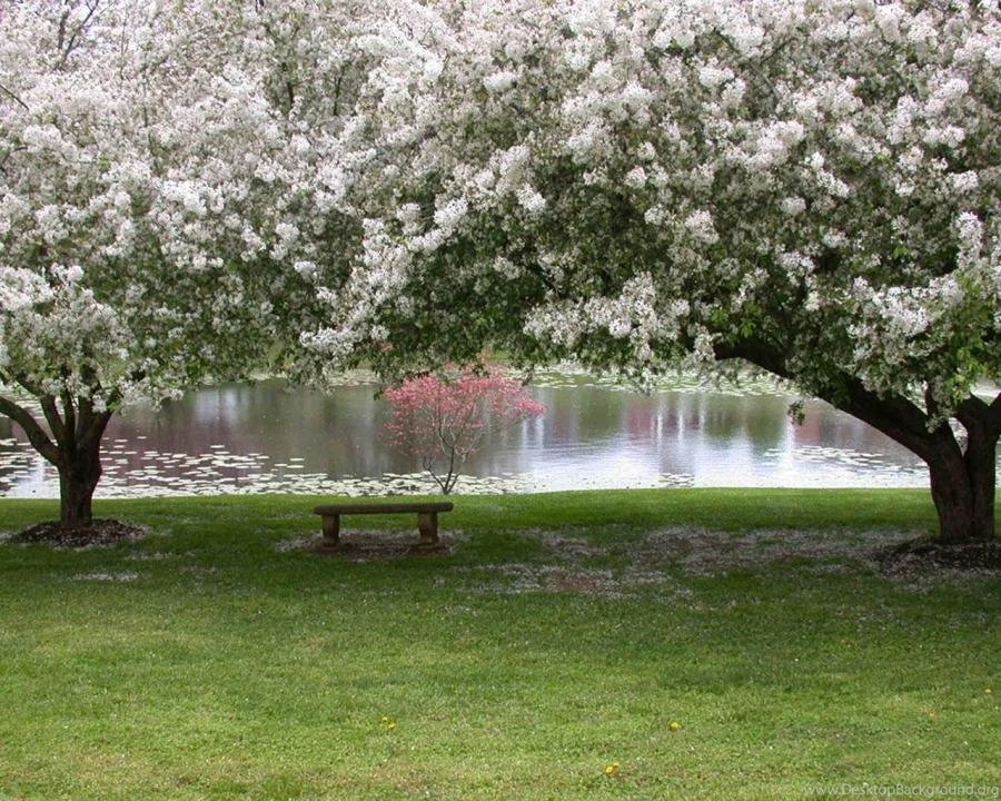 Spring, Courtesy Of Www.free desktop backgrounds.net Pixdaus