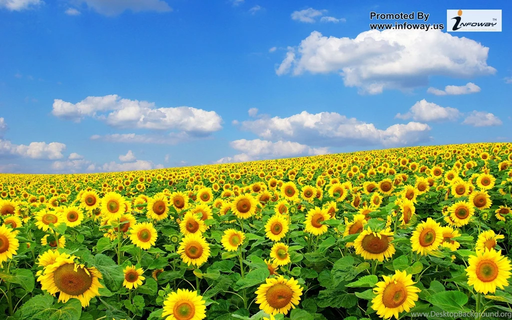 White Sunflower Wallpapers   Photo 252 Of 316