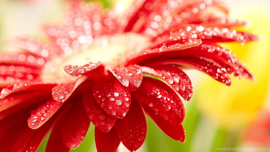 Beautiful Red Flower High Quality Images