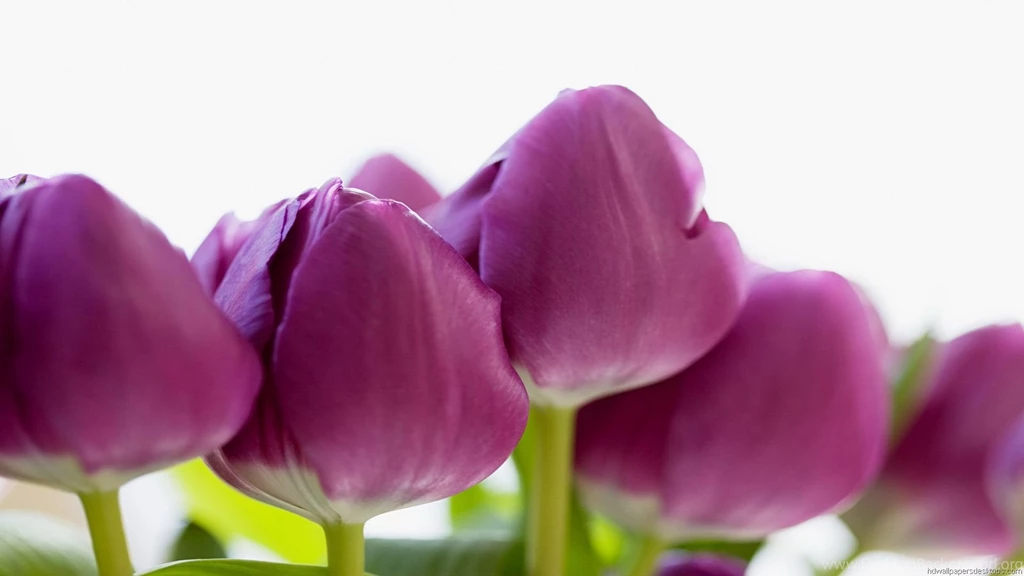 Www Flower Wallpapers Com Wallpapers HD Base
