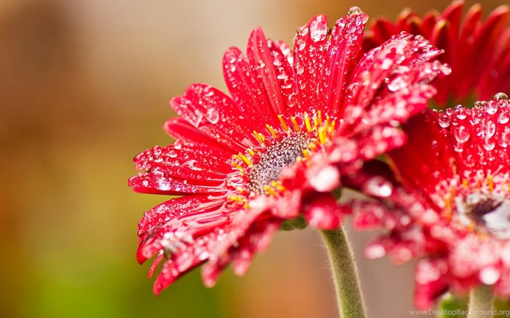 Cute High Quality Flower Wallpapers