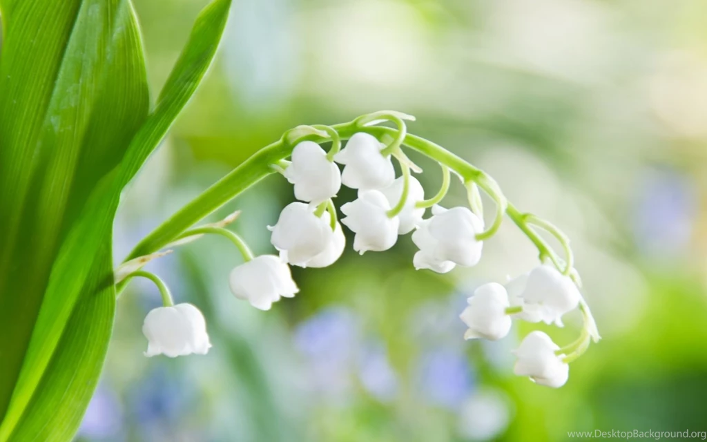 Green Flowers Wallpapers Wallpapers High Definition
