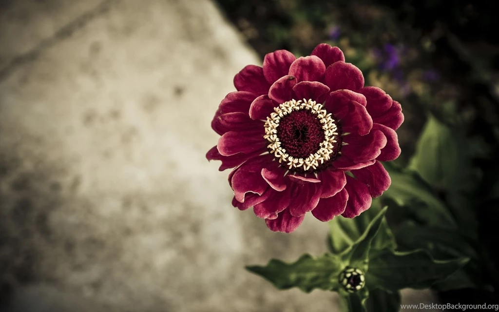 Flower Wallpapers For Computer Wallpapers High Definition