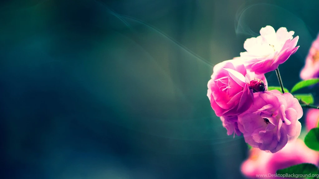 Flower Wallpapers
