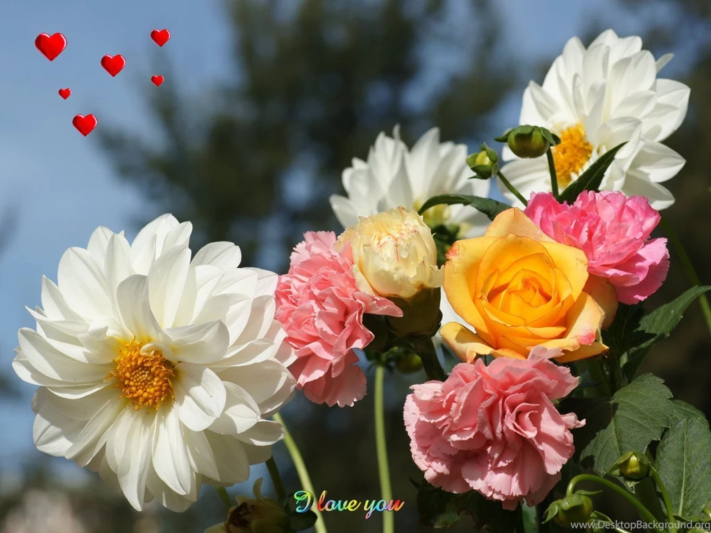 Beautiful Flower Wallpapers Wallpapers Cave