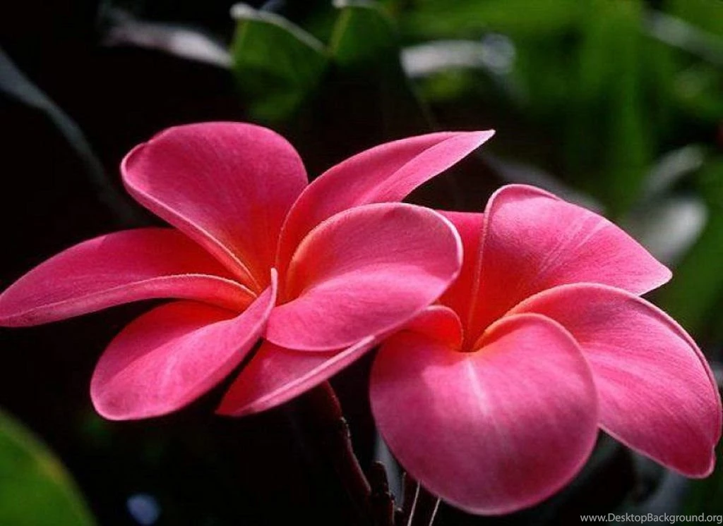 New Flower Wallpapers Download Widescreen HD Wallpapers