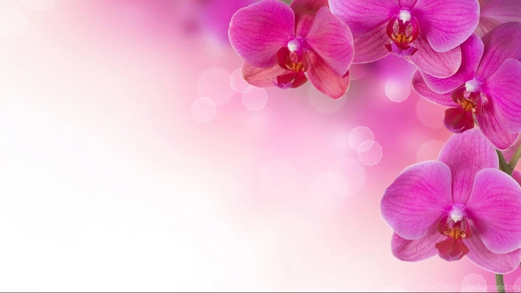 Beautiful Flowers Wallpapers Screensavers