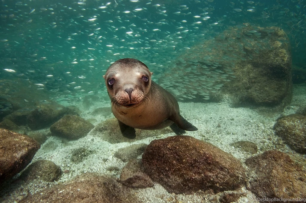 12 Sea Lion HD Wallpapers