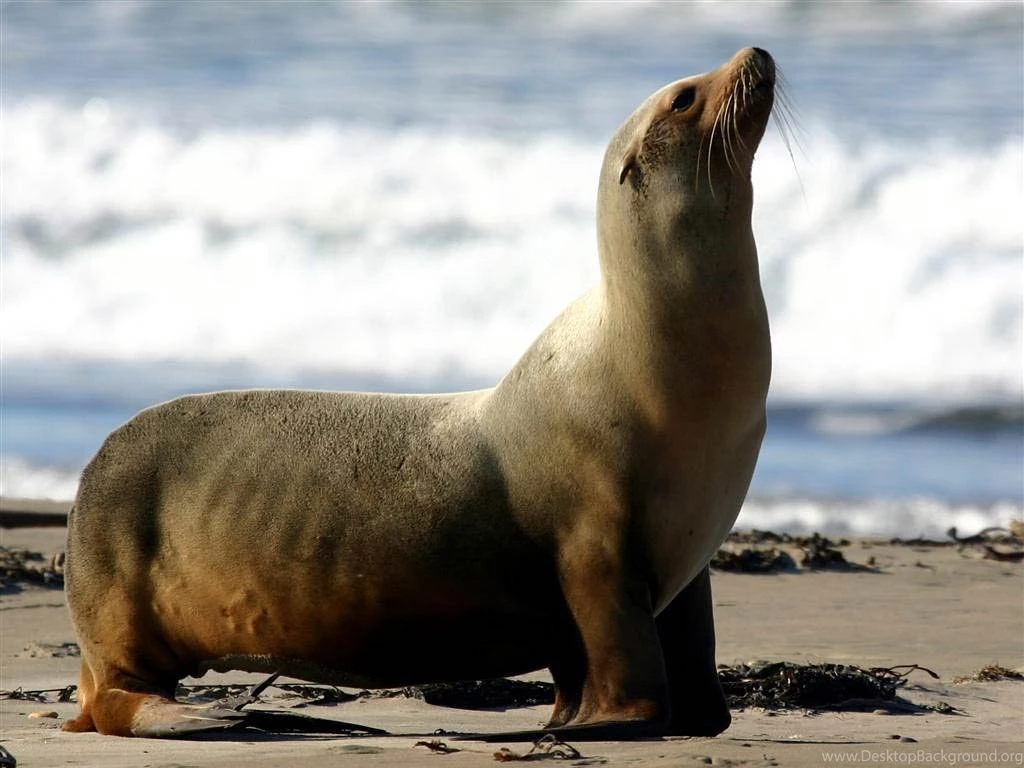 Sea Lion Wallpapers   Animals Town