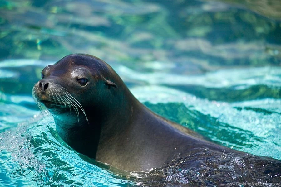 California Sea Lion Wallpapers Gallery ANIMALS ANIMALS
