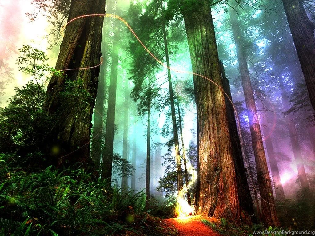 Fantasy Forest Full HD Wallpapers And Desktop Backgrounds