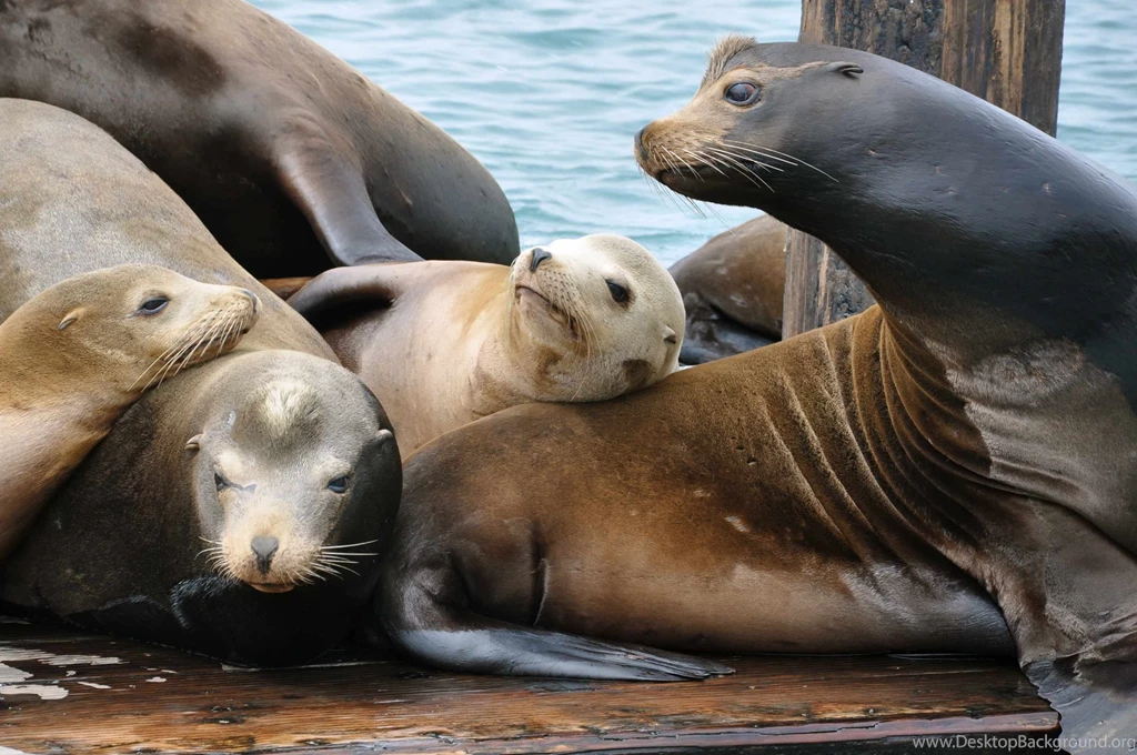 Sea Lions Seal Seals Lion (24) Wallpapers