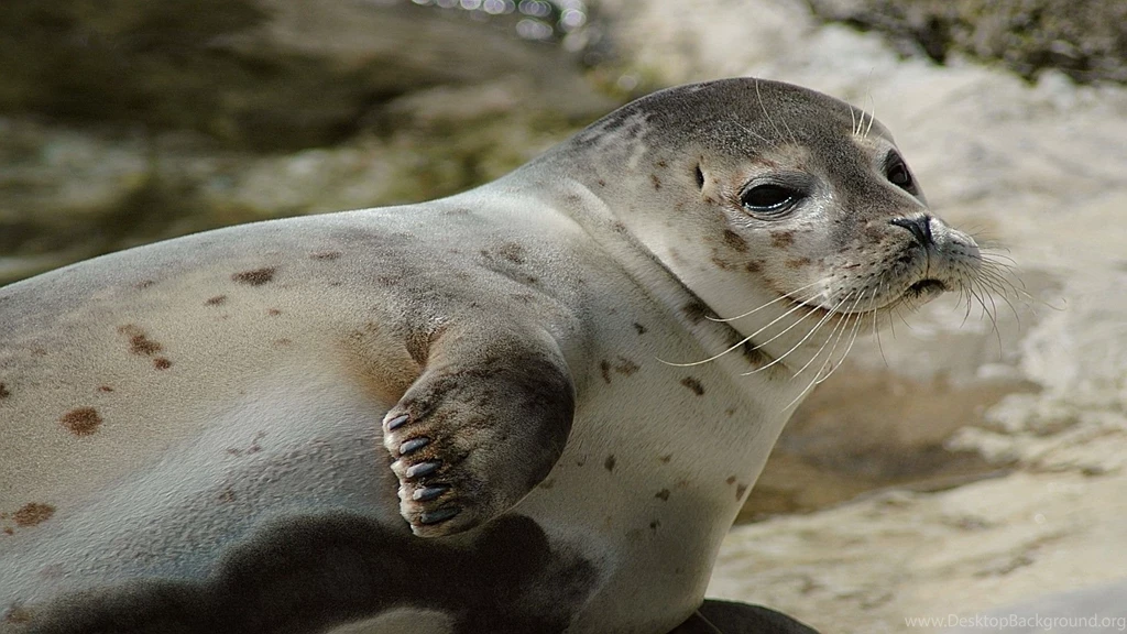 Sea Lion Pup Wallpapers Free Wide HD Wallpapers