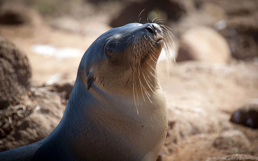 Fantastic sea lion Images.jpg