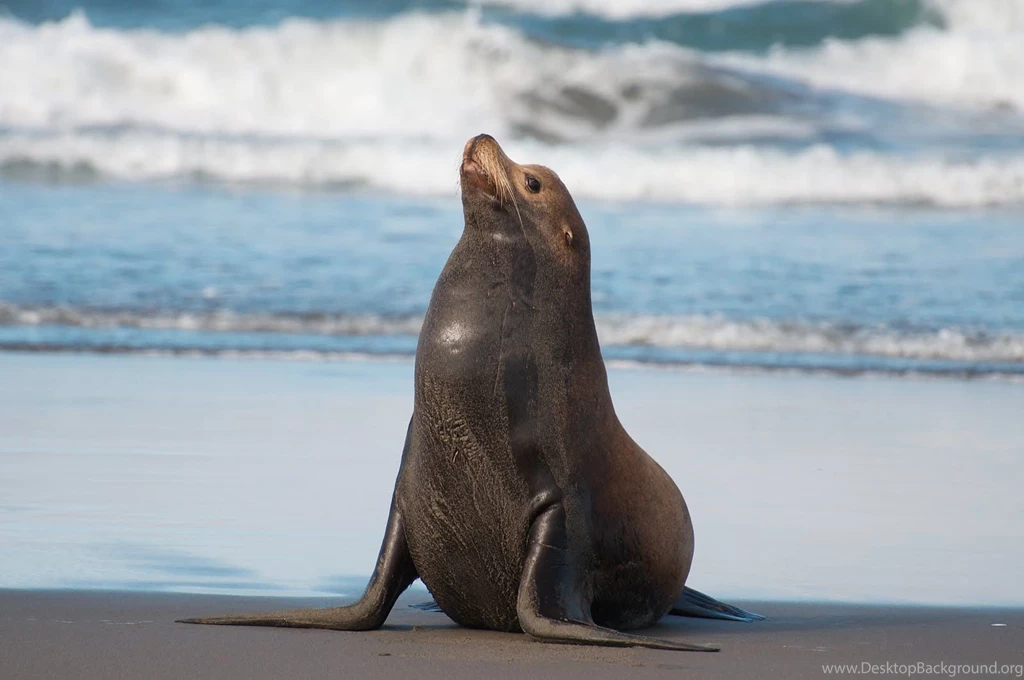 Alone Australian Sea Lion Wallpapers Travel HD Wallpapers