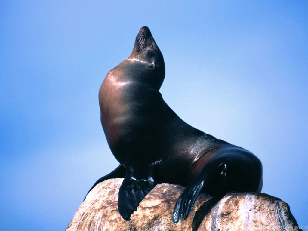 Sea Lion Wallpapers