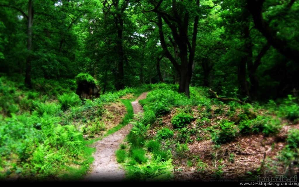 Fantasy Forest Wallpapers 82782