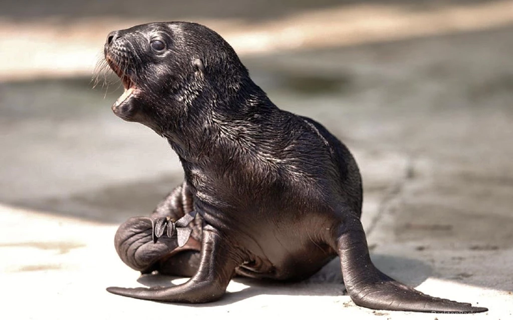 Sealion 5 Days Old (
