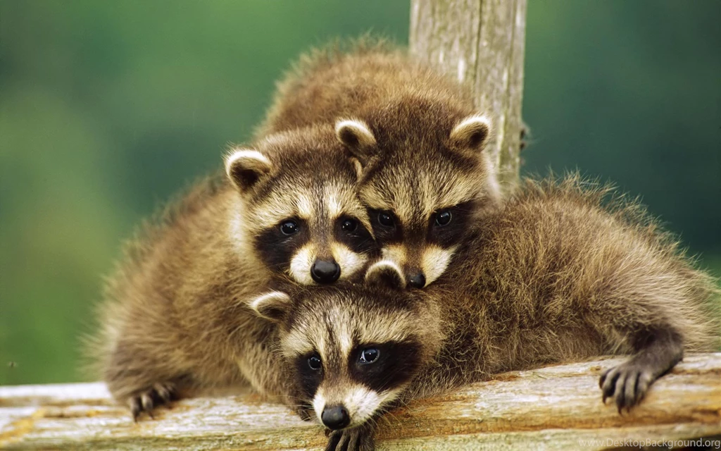 Baby Animal Pictures Wallpapers