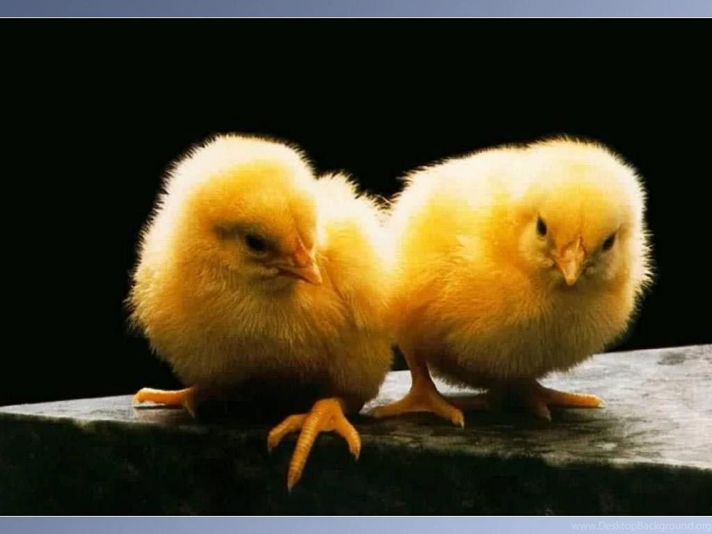 Baby Animals Pictures Wallpapers