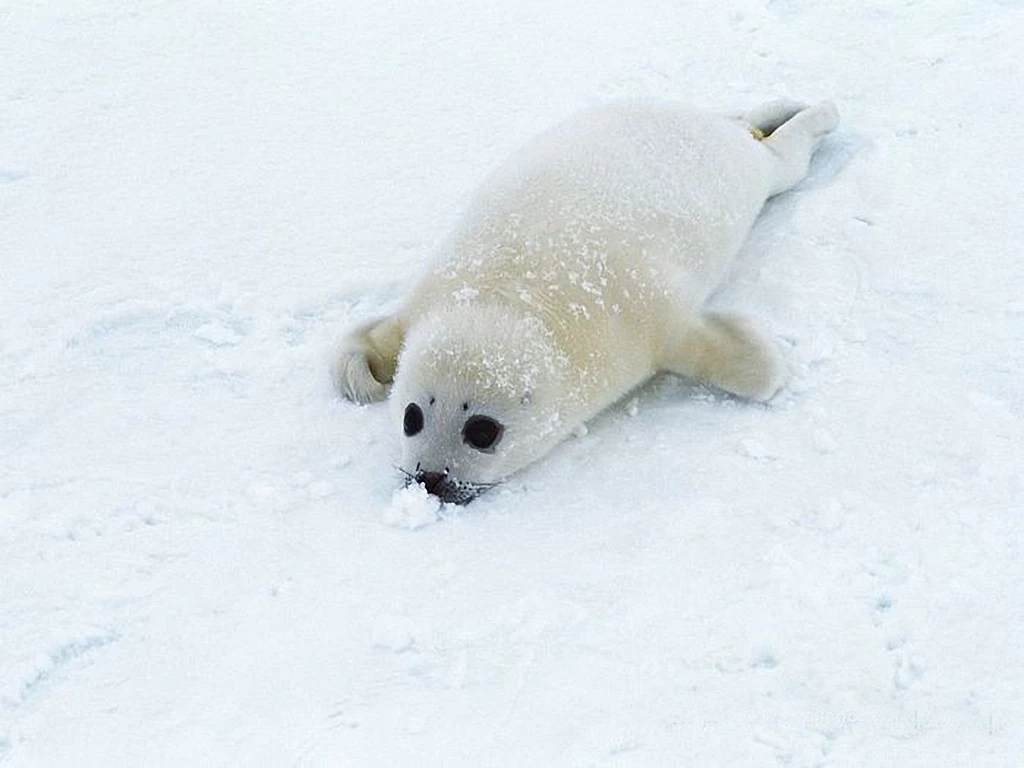 Sea Lion Baby Wallpapers Free Sea Lion Baby Wallpapers ...