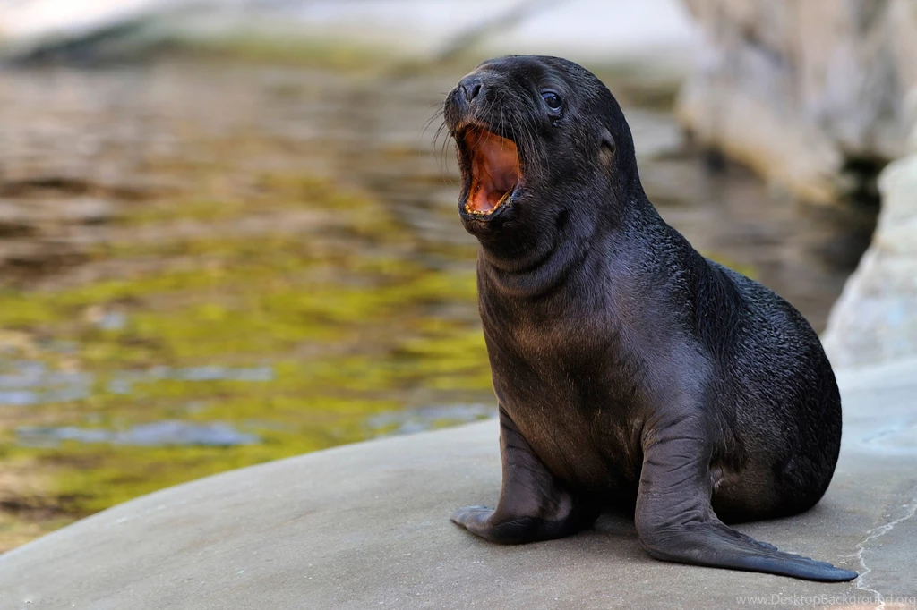 Sea Lion Wallpapers Wallpapers Cave