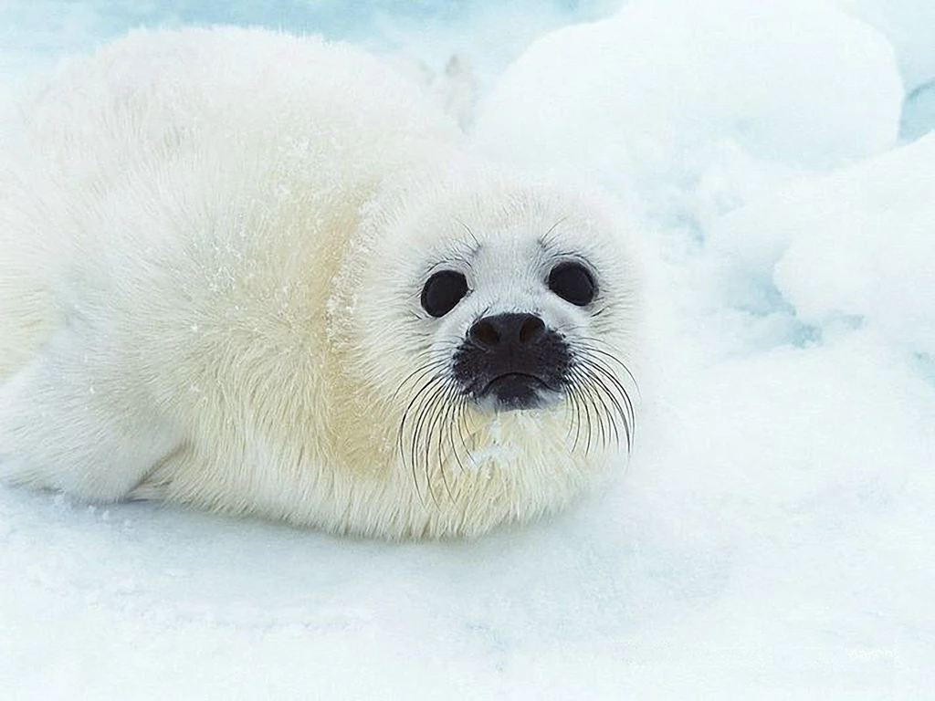 White Sea Lions Baby 1600x1200 Wallpapers, 1600x1200 Wallpapers ...