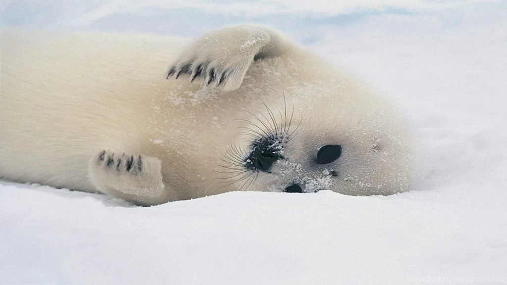 Desktop baby sea lion pictures download.jpg