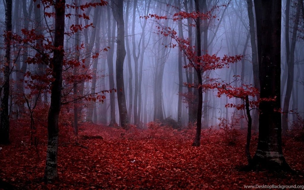 Forest Fog Autumn Trees Branches Leaves Maroon Red Nature ...