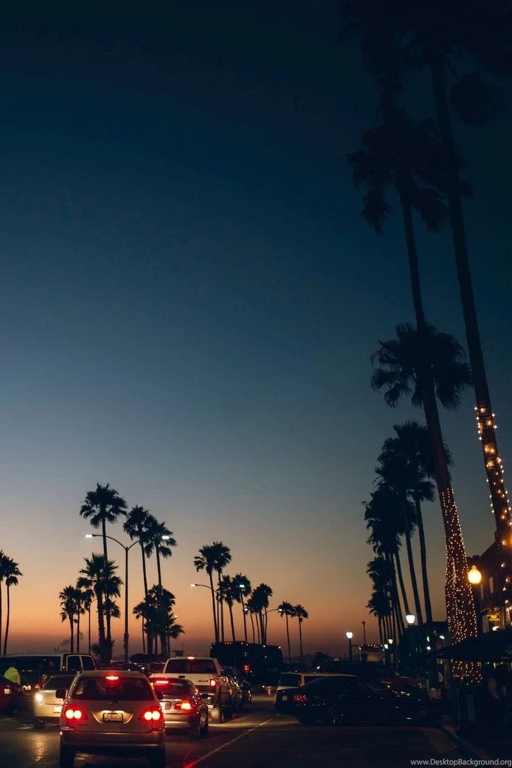 Palm Trees On Pinterest