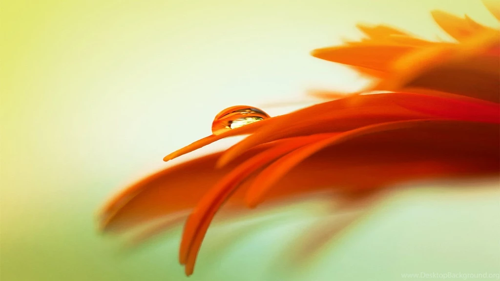 Orange Rose Flower 15356