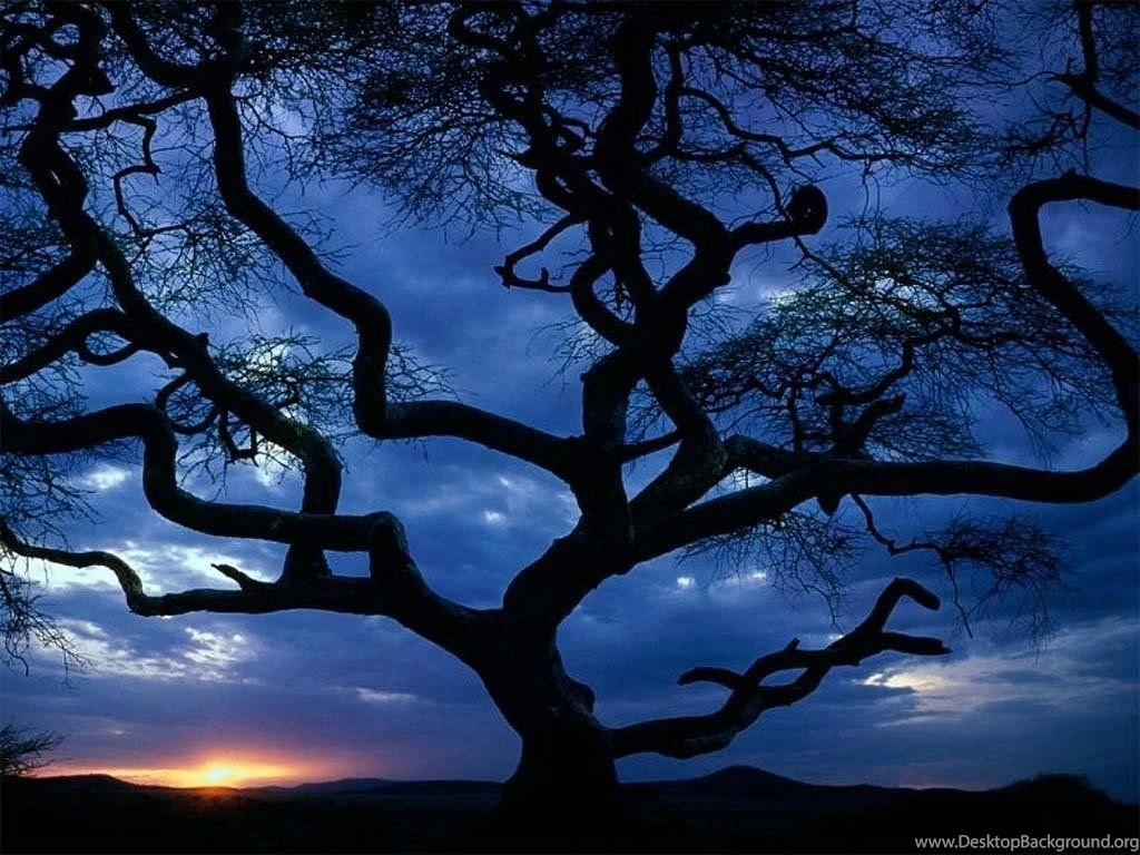 Cool Free Wallpapers   HD Wallpapers Pretty