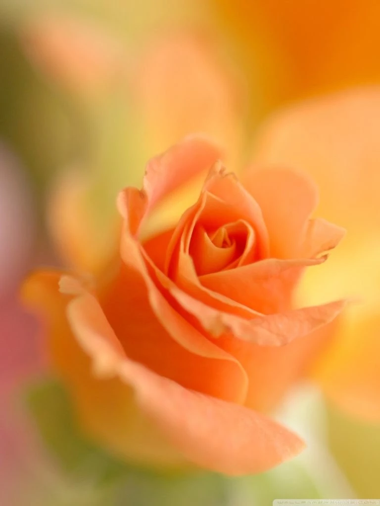 Thank You For All My Friends HD Desktop Wallpapers : High ...