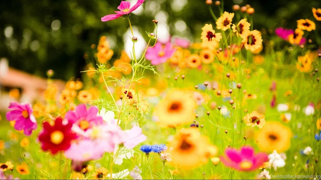 Background Wallpaper Hd   HD Widescreen Wallpapers