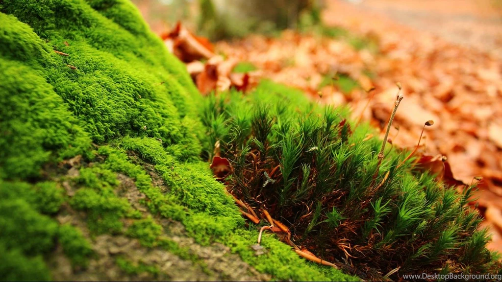 Greenish Landscape Hd Wallpaper Backgrounds 1366x768 Widescreen Hd ...