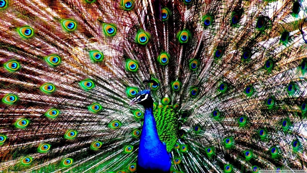 The Peacock HD Desktop Wallpapers : Widescreen : High Definition ...
