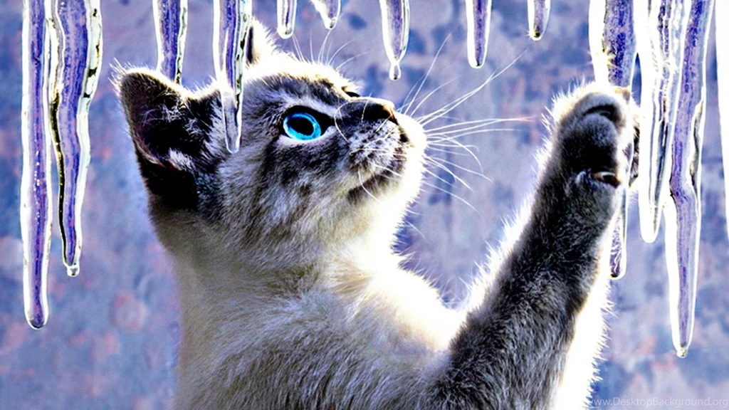 Animals Cats Abstract Artistic Ice Cute Desktop Background Images ...