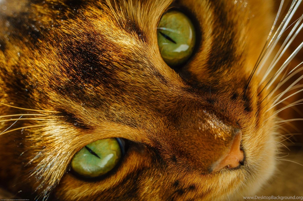 Cats Eyes Glance Snout Animals Free Desktop Backgrounds >> HD ...