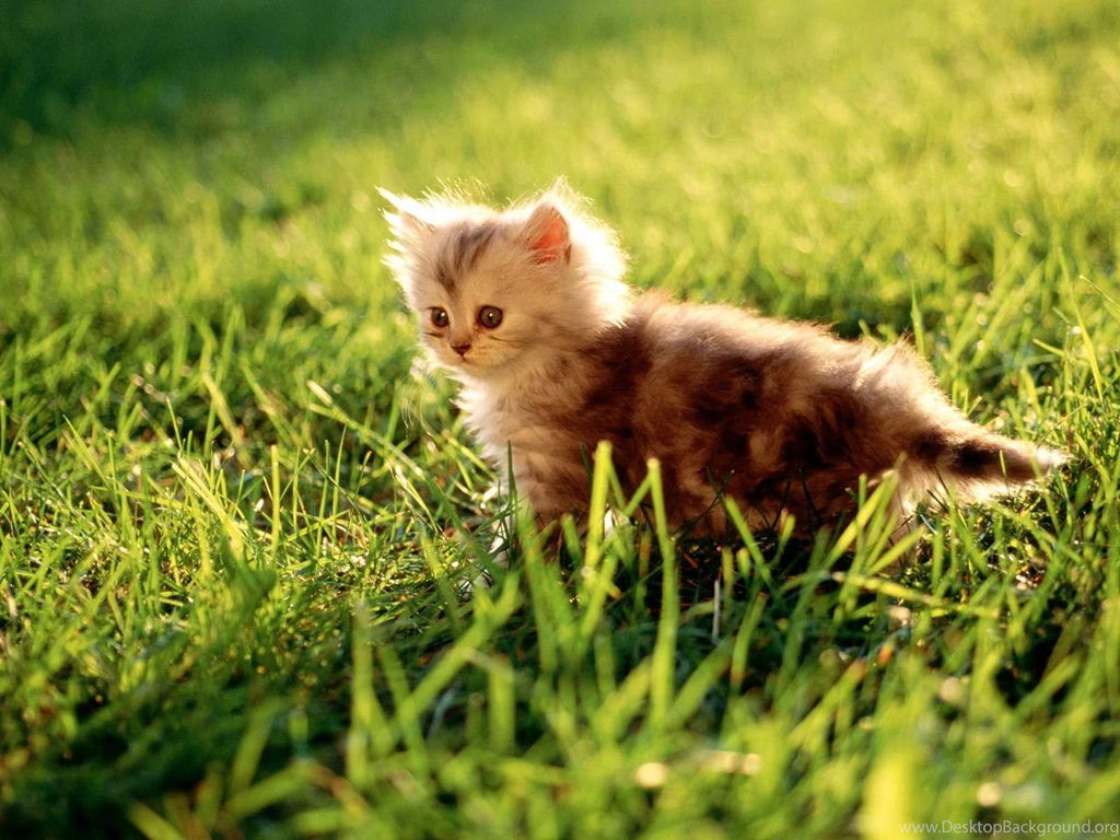 Animals Wallpapers HD Desktop Backgrounds Page 87