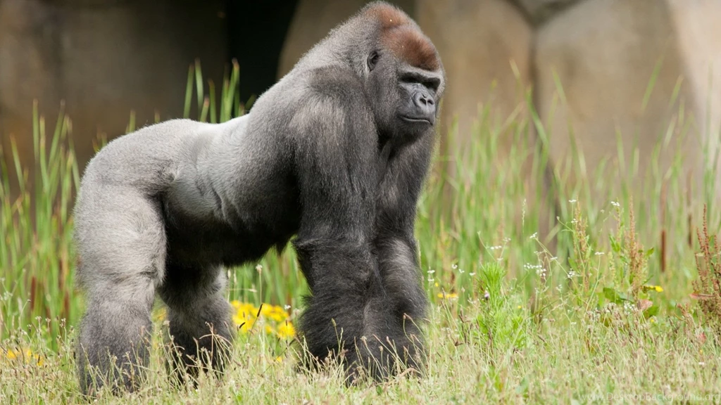 iPhone 6 Wallpapers Page 355: King Jungle Animal Primate Gorilla ...