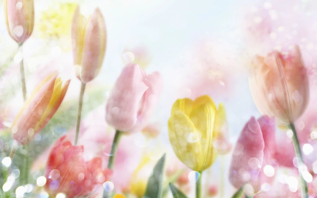 Best Wallpapers Of Flower HD Wallpapers Desktop Wallpapers ...
