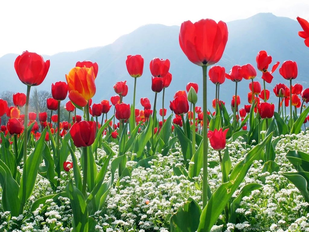 Best Flowers Wallpapers Widescreen HD Wallpapers